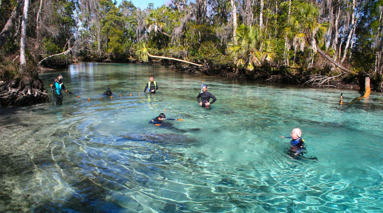 cristalinas manatee orlando cayos snorkel manatus trichechus manatees existen rincones cuesta creer culebras