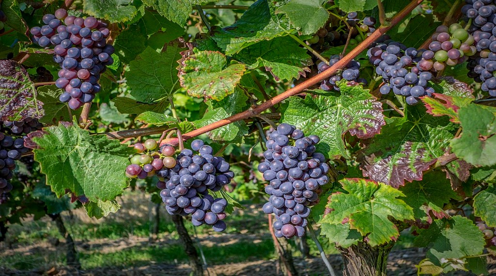 5 Hour Winery Tour In Naramata Bench From 72 Peek