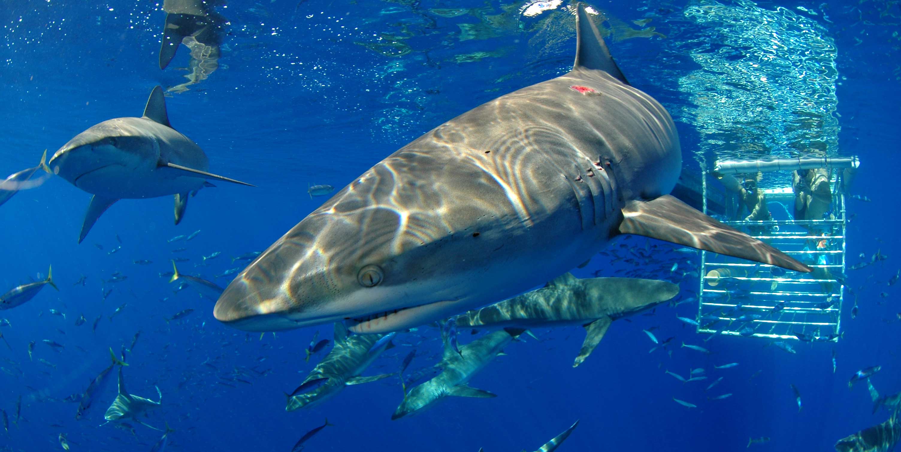 Oahu Shark Cage Dive Encounter From 105 Peek